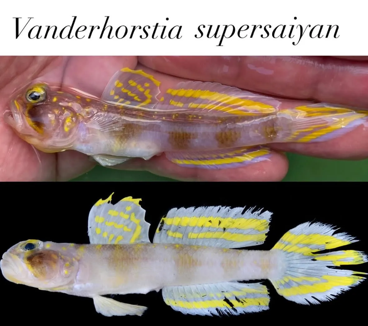 New fish species named 'Super Saiyan' as tribute to Akira Toriyama